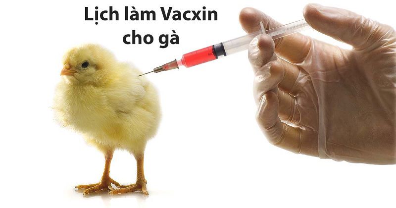 Lịch vacxin cho gà thả vườn và những lưu ý cần biết khi tiêm phòng