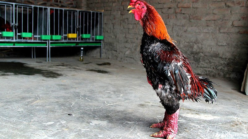 Top 5 giống gà to nhất Việt Nam không phải ai cũng biết 3