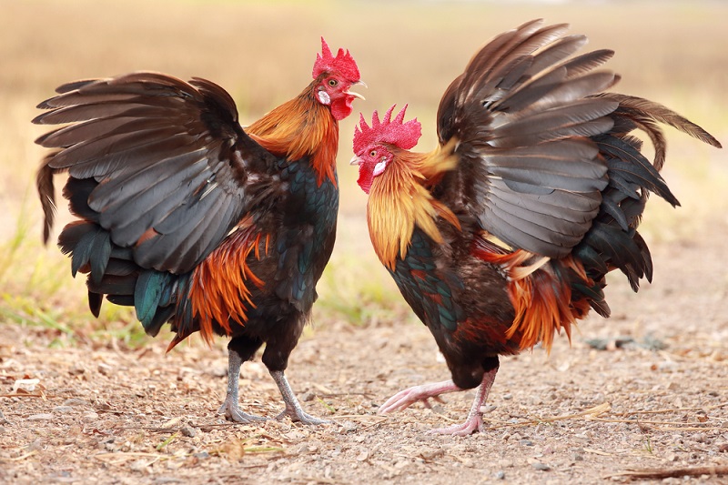 Tại sao lại chọn thuốc làm gà không đá được? Có gây hại cho gà không?
